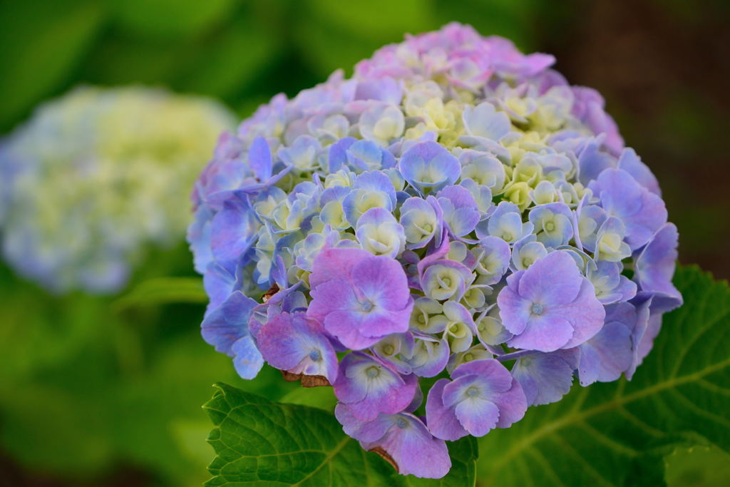道路の紫陽花