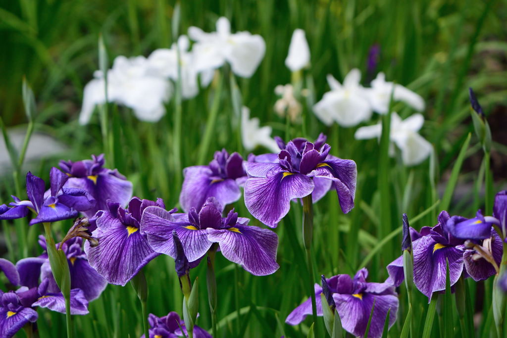 花菖蒲　白紫