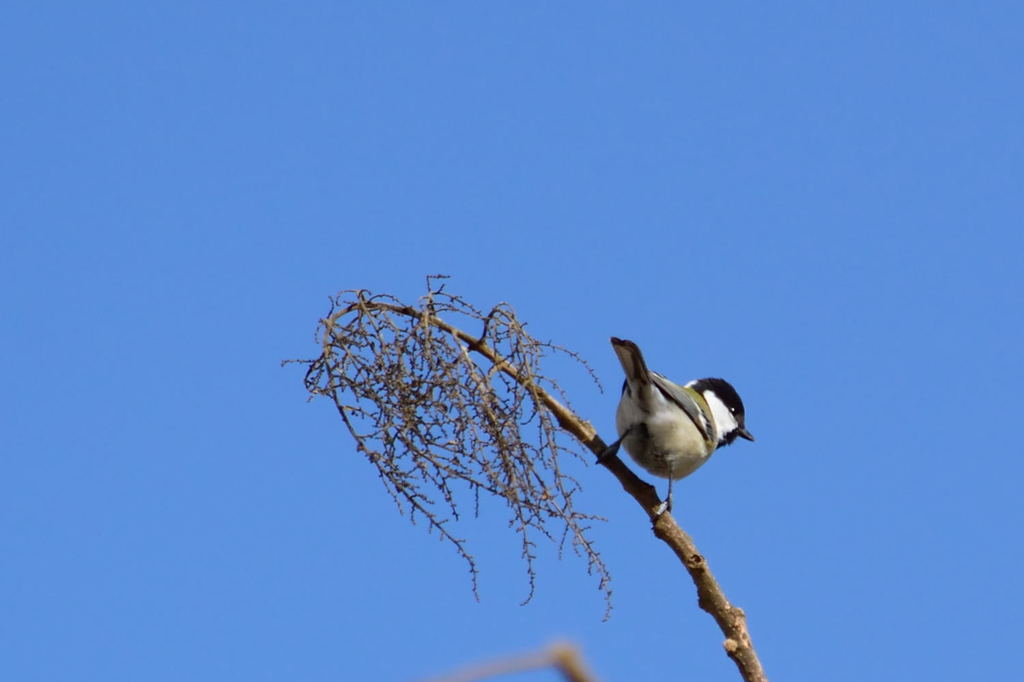 シジュウカラ