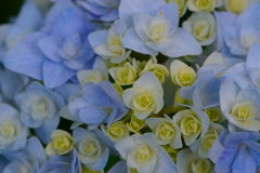 紫陽花　薔薇みたい