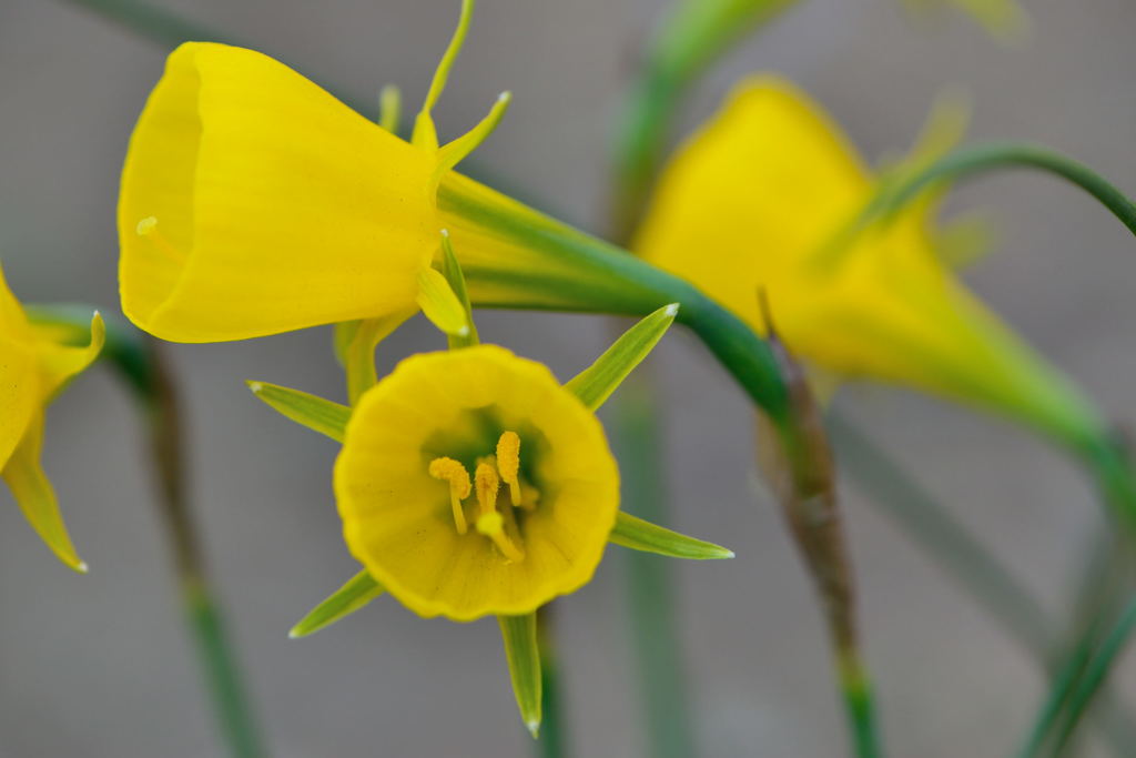 ナルキッスス・バルボコディウム