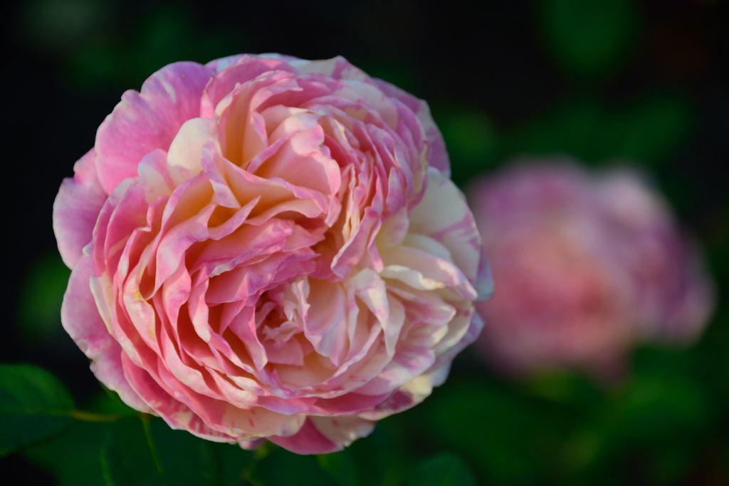 薔薇　クロード・モネ