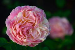 薔薇　クロード・モネ