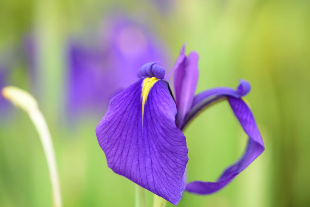 菖蒲　トントン花
