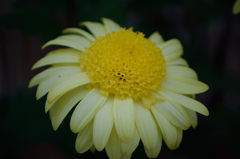 古典菊　金光丸