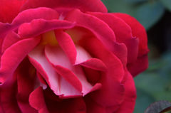 秋薔薇　マダム　ミユキ