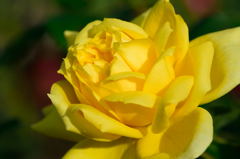 薔薇　トゥールーズ・ロートレック