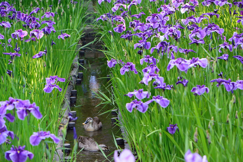 菖蒲田を行く(^o^)