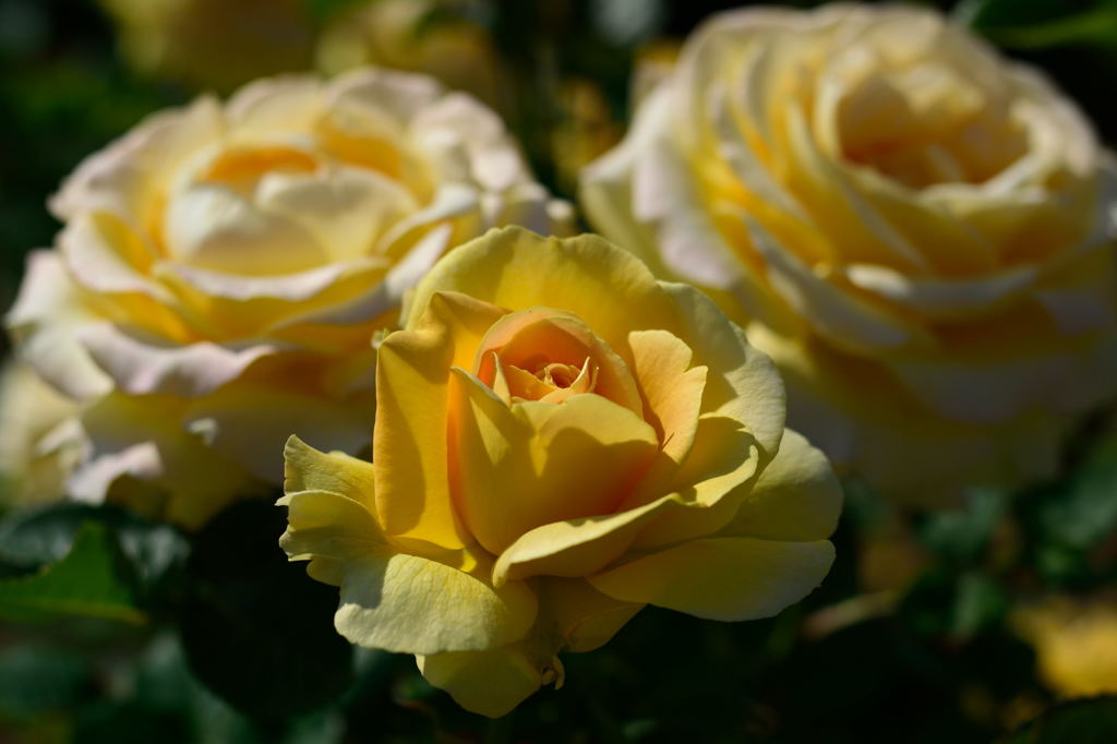 薔薇　ハニー・ブーケ