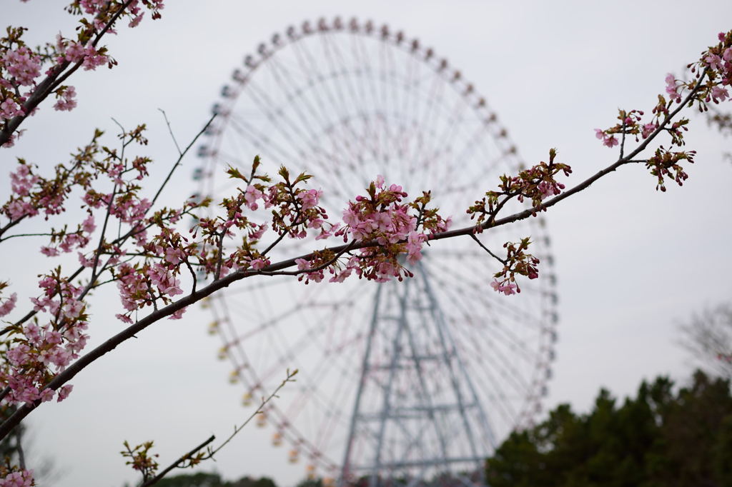 河津桜と観覧車