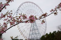 河津桜と観覧車 河津桜と観覧車