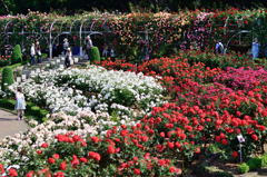 薔薇のトンネル