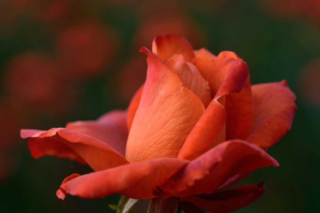 薔薇　ローズ・５０ならしの