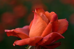 薔薇　ローズ・５０ならしの