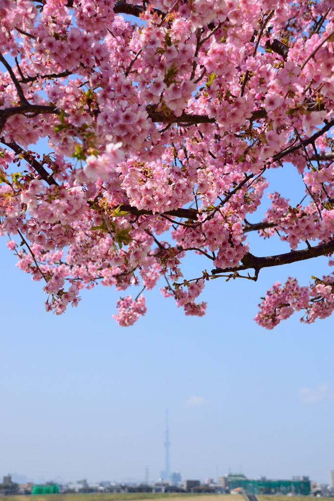 河津桜　スカイツリー