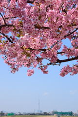 河津桜 スカイツリー 河津桜 スカイツリー