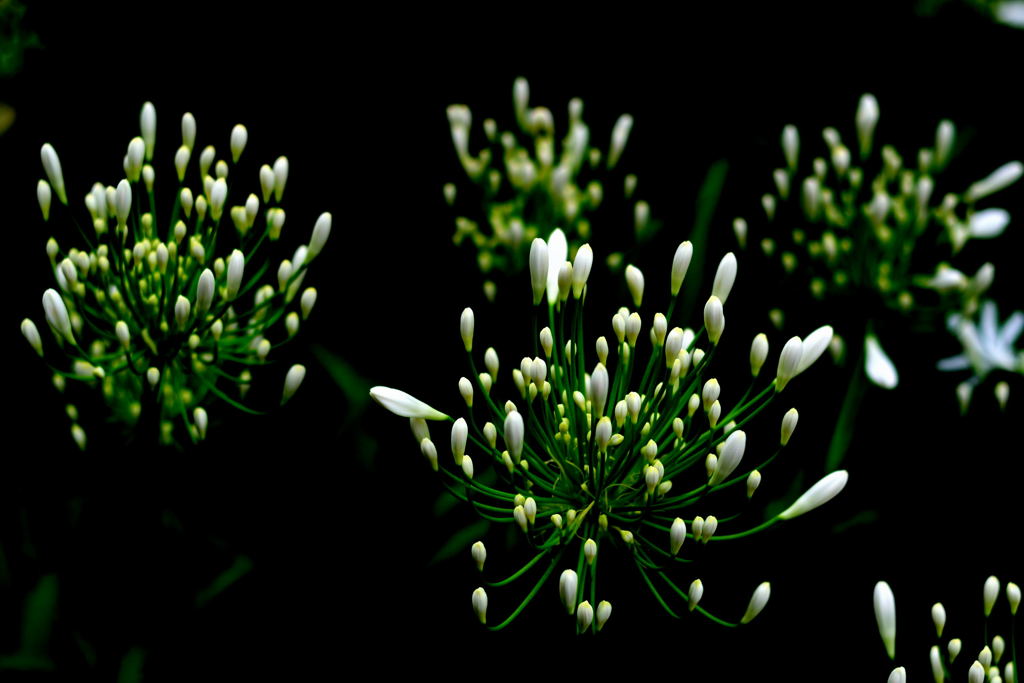 アガパンサス　３