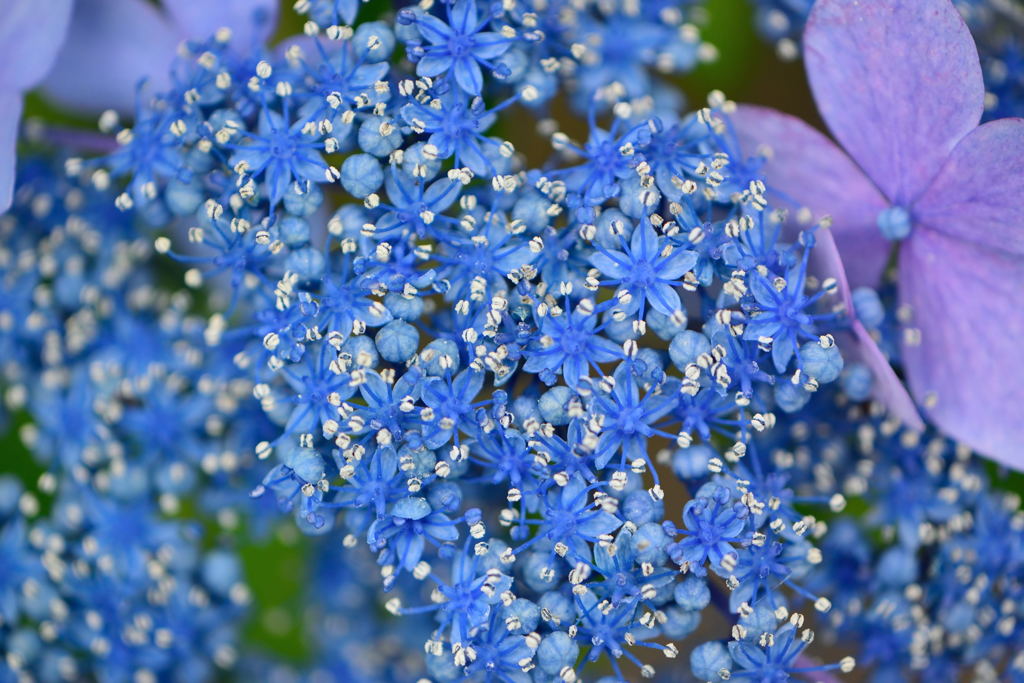 紫陽花　シベ