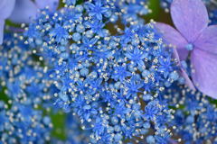 紫陽花　シベ