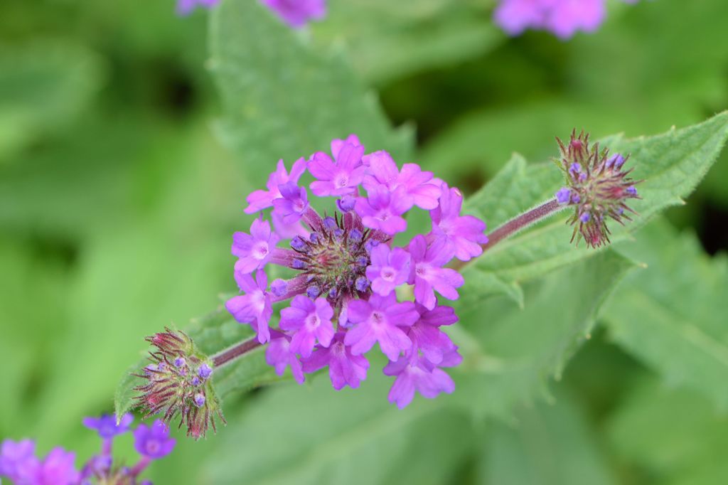 やなぎはながさ