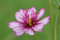 秋桜　レッドイリュージョン　3