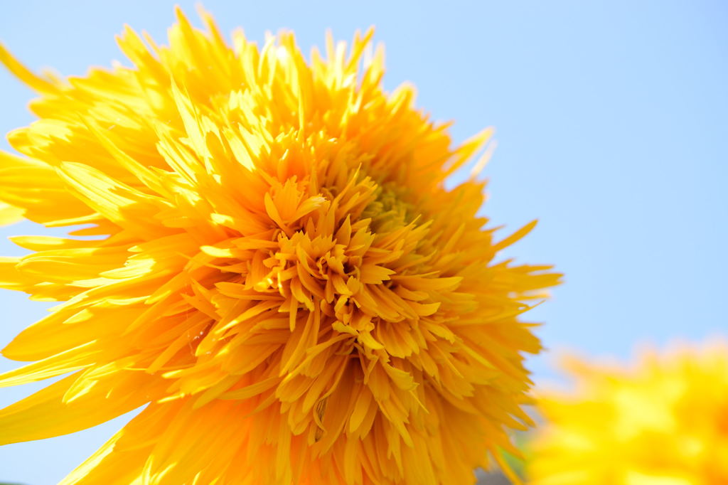 向日葵　マティスのひまわり　青空