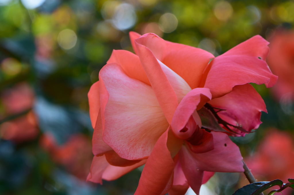 薔薇　ケーリー　グラント