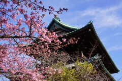 河津桜と赤門