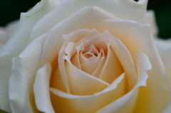 薔薇　エターナル　ビューティ