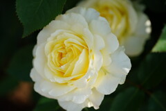 薔薇　快挙
