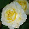 薔薇　快挙