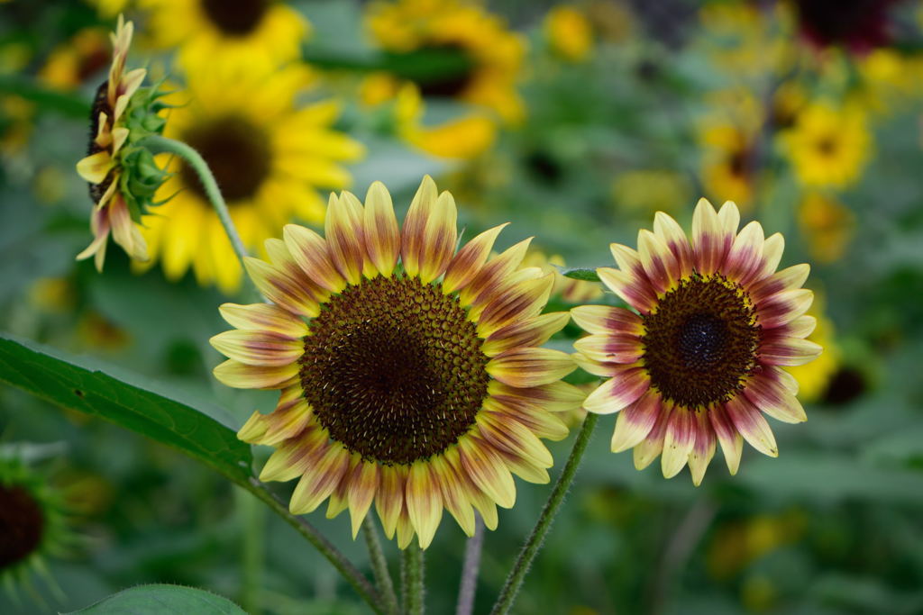 モネパレット　４