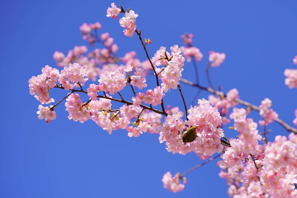 河津桜に囲まれて(^o^)