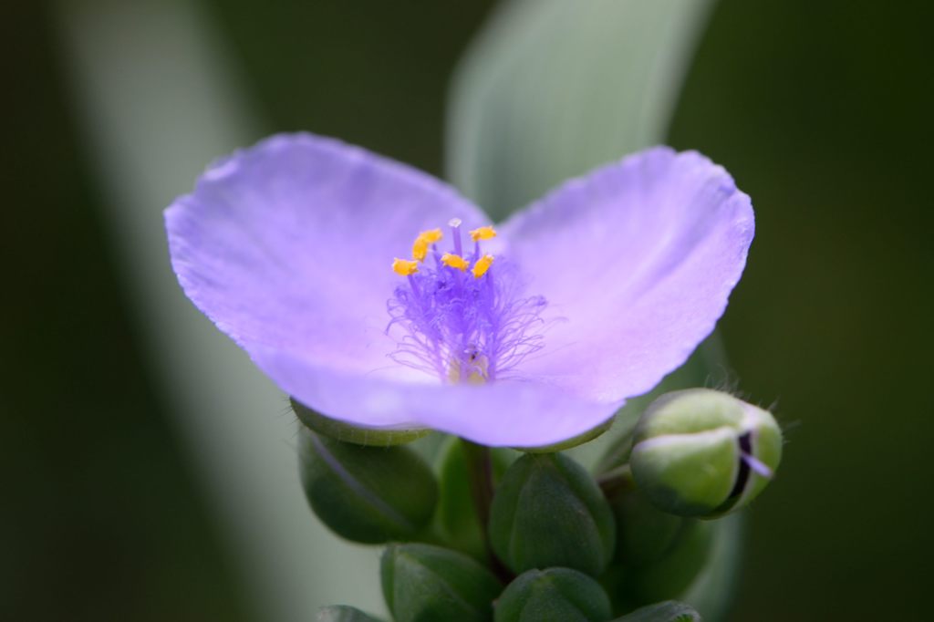 露草　カニのアイコン