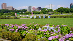 小岩菖蒲園