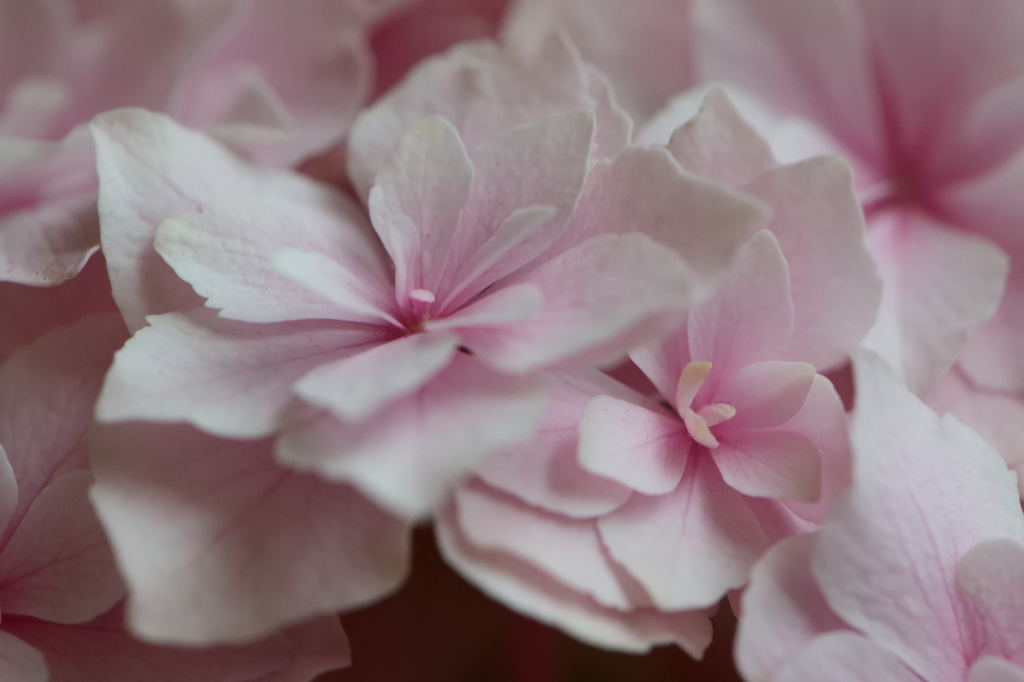 紫陽花　ギャラクシー