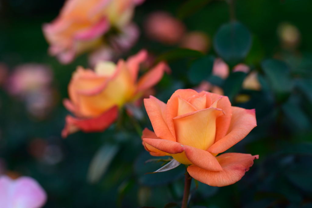 薔薇　ケニギン　ベアトリックス　２