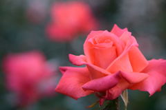 薔薇　ニュー　アベマリア