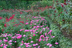 谷津バラ園　おしまい