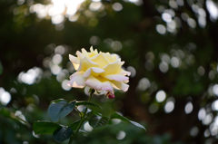 秋薔薇　ピース