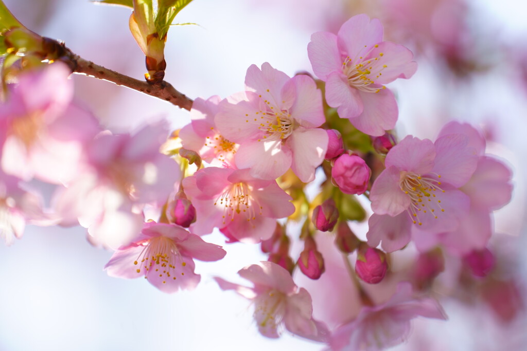 河津桜　２
