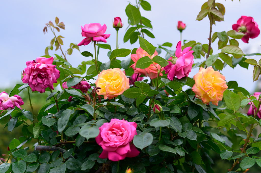 ツル　エデンローズ