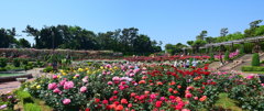 谷津バラ園　満開
