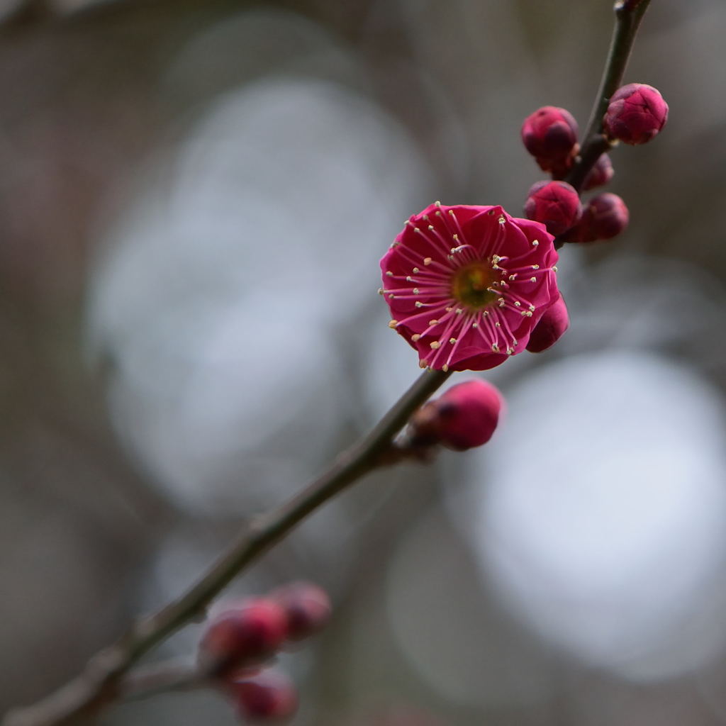 梅　蘇芳梅