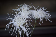 古典菊　愛の点滅
