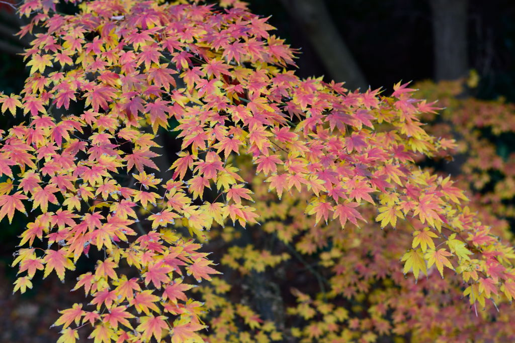 稲毛海浜公園の紅葉