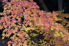 稲毛海浜公園の紅葉