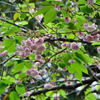 桜　普賢象