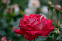薔薇　ラブ