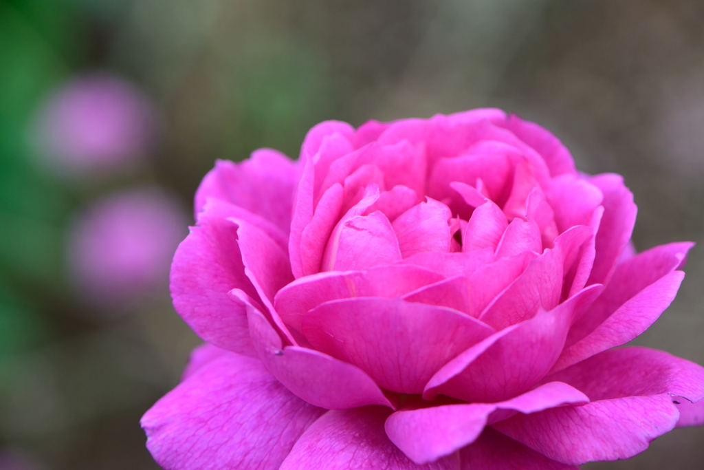 薔薇　ノーブル・アントニー